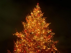 Verlichte kerstboom in het donker